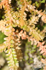 Selaginella helvetica