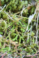 Selaginella helvetica