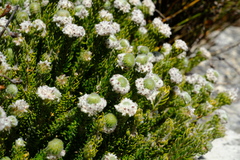 Phylica constricta
