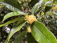 Osmanthus fragrans thunbergii