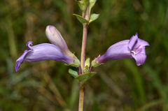 Penstemon grandiflorus