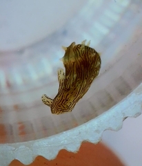 Stylocheilus polyomma