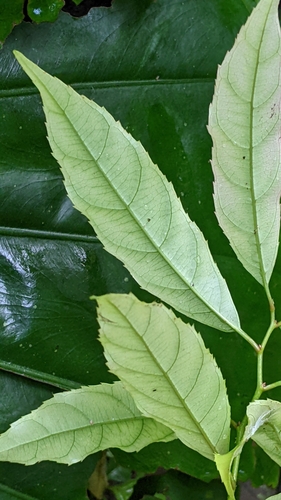 Image of Itea parviflora by (c) 許文俊, some rights reserved (CC BY-SA)
