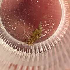 Stylocheilus polyomma