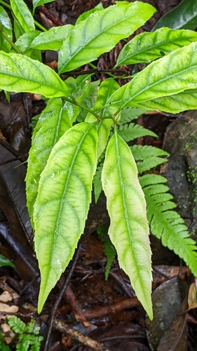 Image of Itea parviflora by (c) 許文俊, some rights reserved (CC BY-SA)