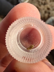 Stylocheilus polyomma