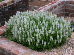 Salvia × sylvestris