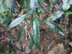 Helicia cochinchinensis