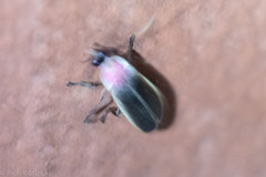 Photinus