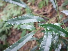 Helicia cochinchinensis