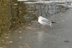 Chroicocephalus ridibundus