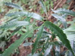 Helicia cochinchinensis