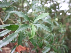 Helicia cochinchinensis