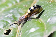 Xanthocampsomeris limosa