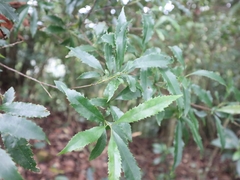 Helicia cochinchinensis