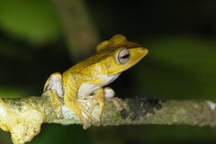 Polypedates otilophus