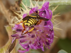Rhodanthidium infuscatum