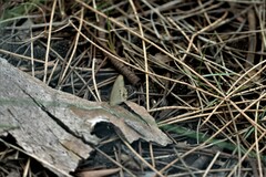 Hypocysta pseudirius