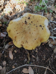 Hemileccinum impolitum