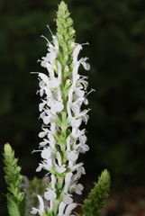 Salvia × sylvestris