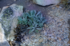 Senecio albifolius