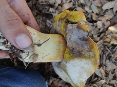 Hemileccinum impolitum