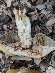 Hemileccinum impolitum