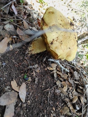 Hemileccinum impolitum