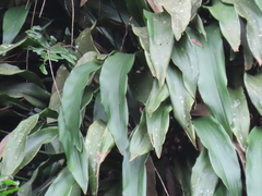 Aspidistra elatior