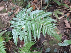 Dryopteris sordidipes