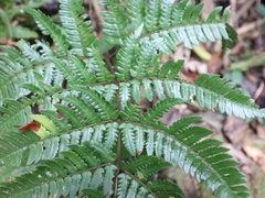 Dryopteris sordidipes