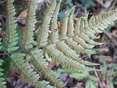 Dryopteris sordidipes