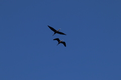 Plegadis chihi