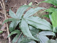 Tectaria polymorpha