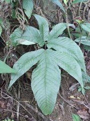Tectaria polymorpha