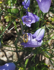 Anthidium
