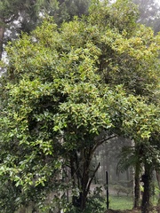 Osmanthus fragrans thunbergii