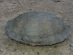 Melanochelys trijuga