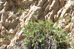 Potentilla caulescens