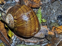 Hedleyella falconeri