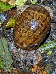 Hedleyella falconeri