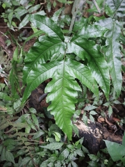 Tectaria subtriphylla