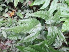 Tectaria subtriphylla