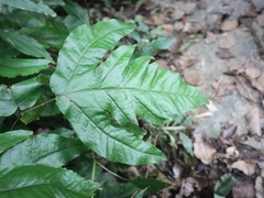 Tectaria subtriphylla