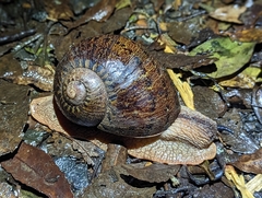 Hedleyella falconeri