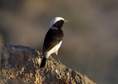 Oenanthe lugentoides