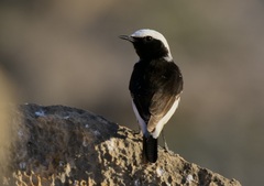 Oenanthe lugentoides