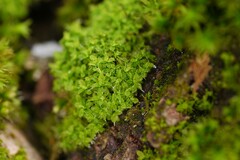 Syntrichia virescens