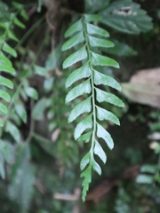 Polystichum formosanum