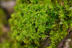 Syntrichia virescens